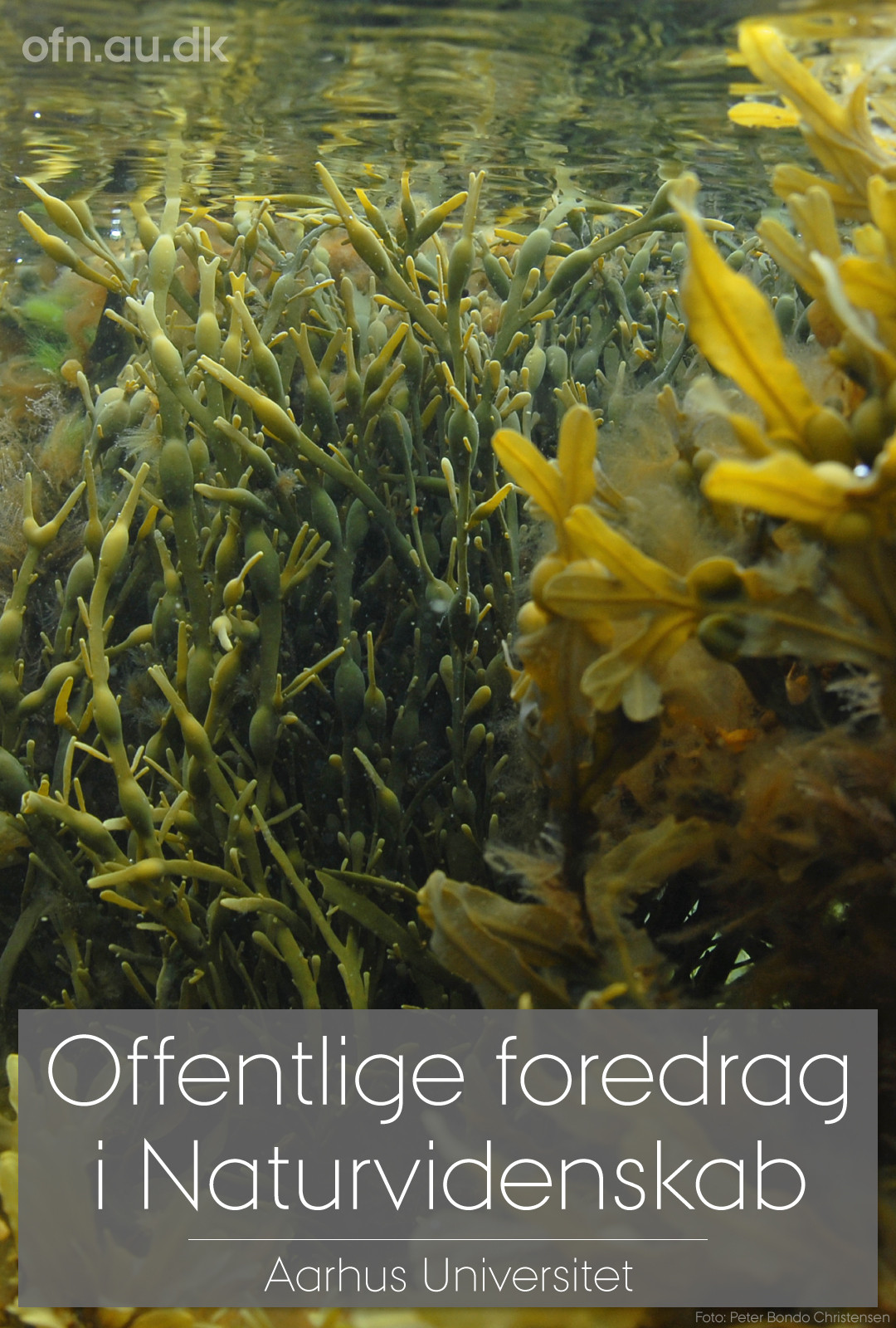 Foredrag: Tang
